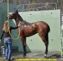 Comment soigner votre cheval?