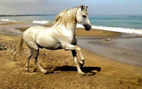 4-Chevaux-1920X1200-Widescreen.jpg