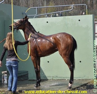 cheval-douche.jpg