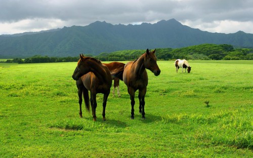 265517__animals-animals-pasture-field-meadow-grass-earth-sky-horses-horses-wallpaper_p.jpg